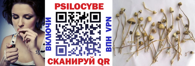 Галлюциногенные грибы Psilocybe  Купить где  Грайворон 